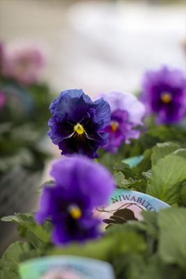 青の幻想試験品種 (2)