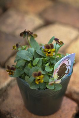 キャラメルファッジ