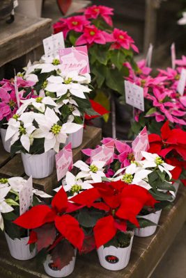 写真 2025-11-05 17 03 26_R_1