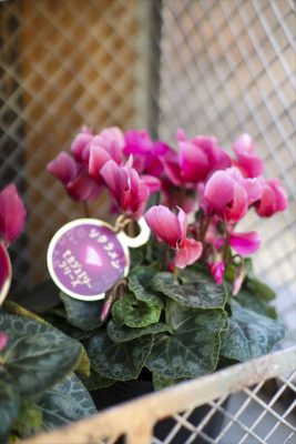 写真 2025-11-20 16 40 50_R_1