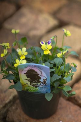 スウィングスウィング