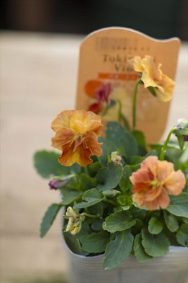 写真 2025-11-06 15 46 20_R_1