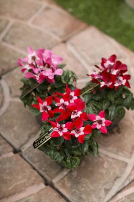 写真 2025-10-31 16 42 40_R_1