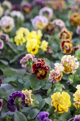 写真 2025-11-27 16 47 06_R_1