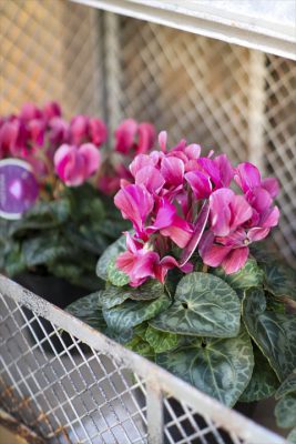 写真 2025-11-20 16 40 11_R_1