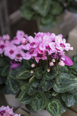 写真 2025-11-19 15 50 54_R_1