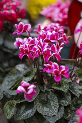 写真 2025-11-19 16 26 00_R_1