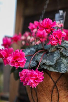 写真 2025-11-26 16 50 33_1