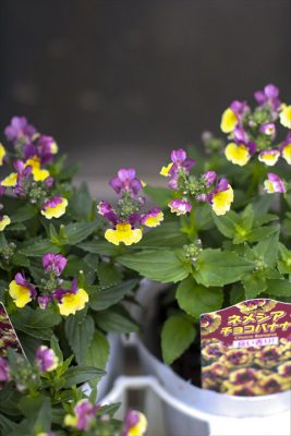 写真 2025-11-13 15 19 13_R_1