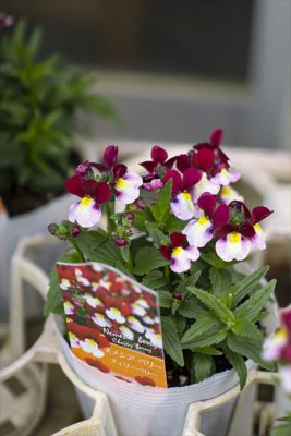 写真 2025-11-13 15 19 40_R_1