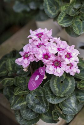 写真 2025-11-19 15 50 46_R_1