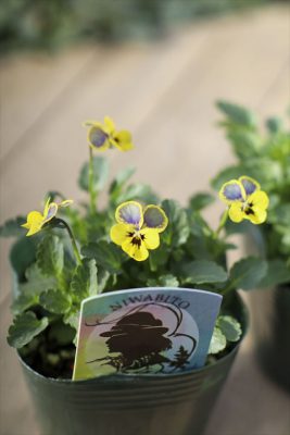 夢紡ぎカーニバル (2)