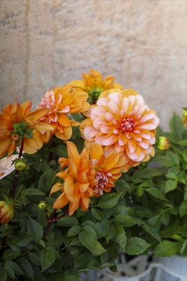 写真 2025-11-16 9 26 23_R_1