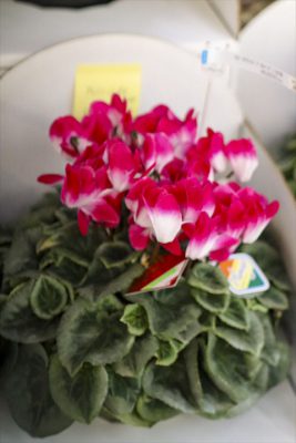 写真 2025-11-26 16 00 40_R_1