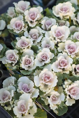 写真 2025-11-21 16 52 40_R_1