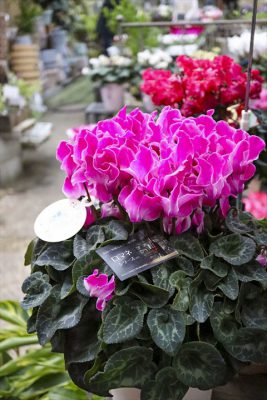 写真 2025-12-17 9 48 15_R_1