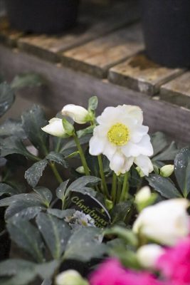 写真 2025-12-05 16 52 22_R_1