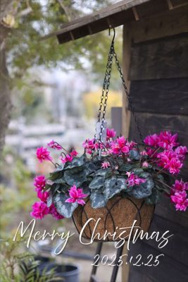 写真 2025-12-13 16 37 31_R_1 のコピー