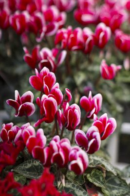 写真 2025-11-26 16 22 44_R_1