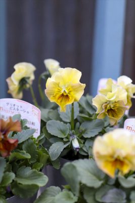 写真 2025-12-03 15 13 34_R_1