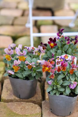 写真 2025-12-03 15 14 41_R_1