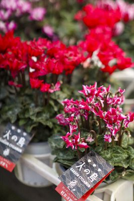 写真 2025-11-26 16 22 24_R_1