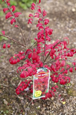 写真 2025-12-04 14 56 58_R_1