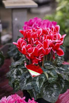 写真 2025-12-03 16 52 29_R_1