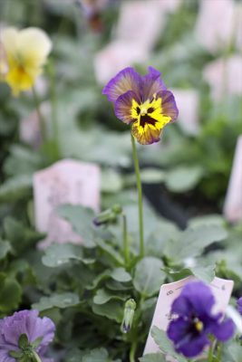 写真 2025-12-24 11 52 15_R_1