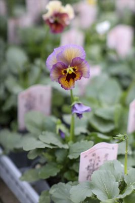 写真 2025-12-24 11 52 22_R_1