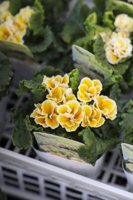 写真 2025-12-25 16 33 20_R_1