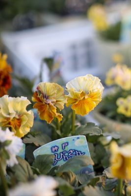 写真 2025-12-16 16 38 12_R_1