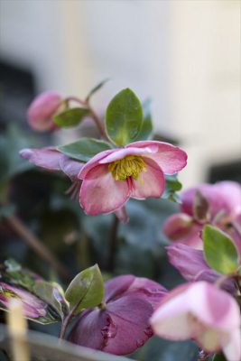 写真 2025-12-10 16 26 32_R_1