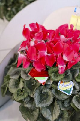 写真 2025-12-03 16 50 15_R_1