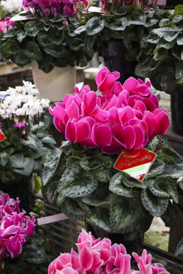 写真 2025-12-17 9 48 05_R_1