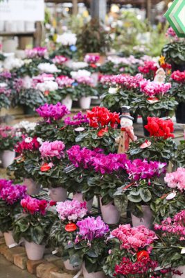 写真 2025-12-03 16 50 52_R_1