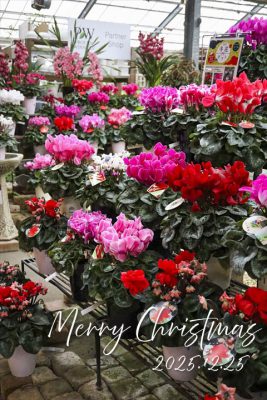 写真 2025-12-17 9 47 58_R_1 のコピー