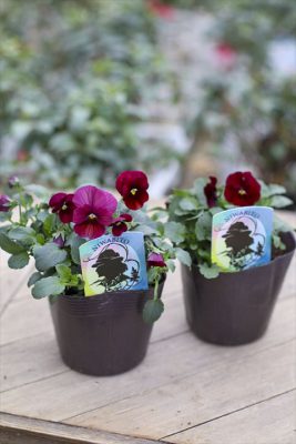 クラブアップル (2)