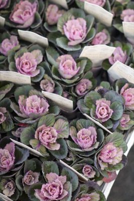 写真 2025-11-27 16 50 34_R_1