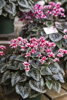 写真 2025-12-03 16 51 21_R_1