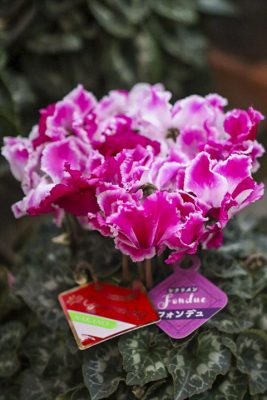 写真 2025-12-19 16 26 43_R_1