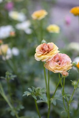 写真 2025-12-26 16 28 46_R_1