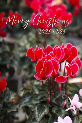 写真 2025-11-26 16 23 14_R_1 のコピー