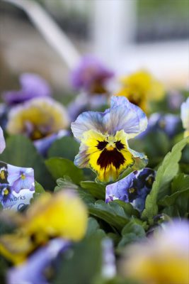 写真 2025-12-03 15 18 26_R_1