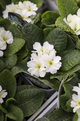 写真 2025-12-25 16 37 34_R_1