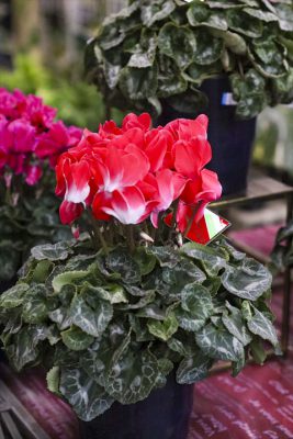 写真 2025-12-03 16 52 51_R_1