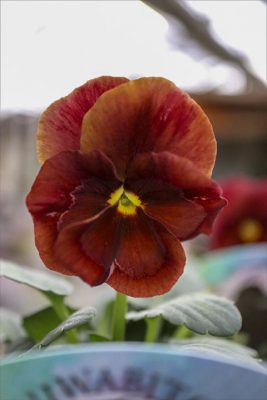 シルバード系辻が花 (3)