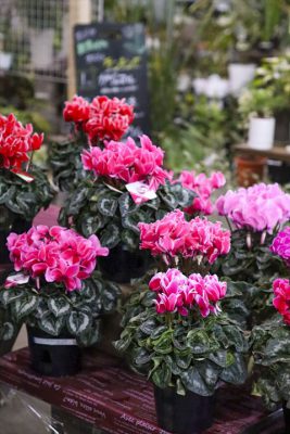 写真 2025-12-03 16 52 11_R_1