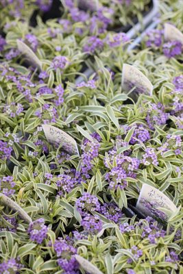 写真 2025-12-05 16 45 50_R_1