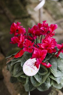 写真 2025-12-10 16 33 47_R_1